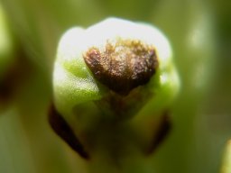 Pterygodium dracomontanum floral texture